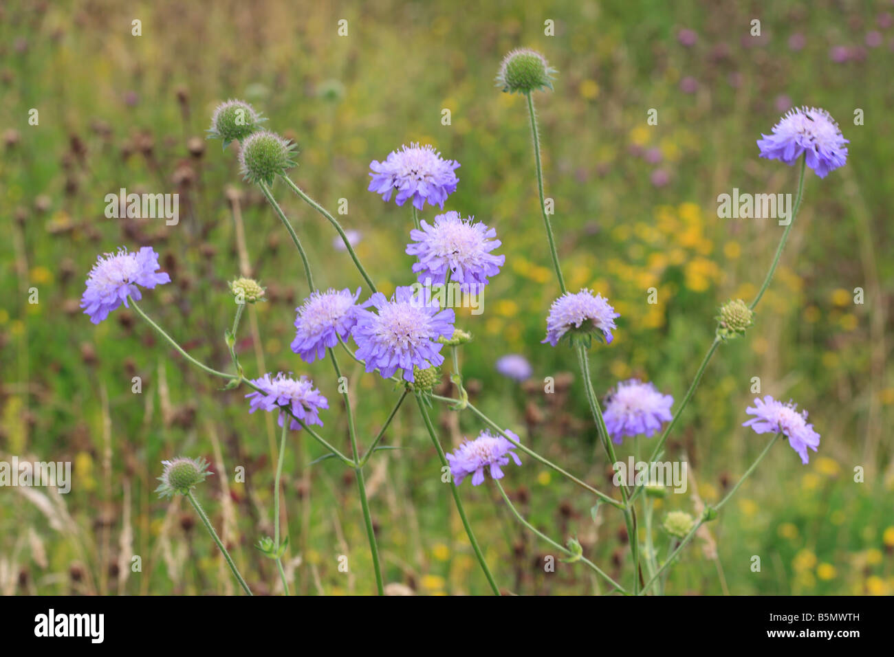 Le bleuet Centaurea cyanus plante en fleur Banque D'Images