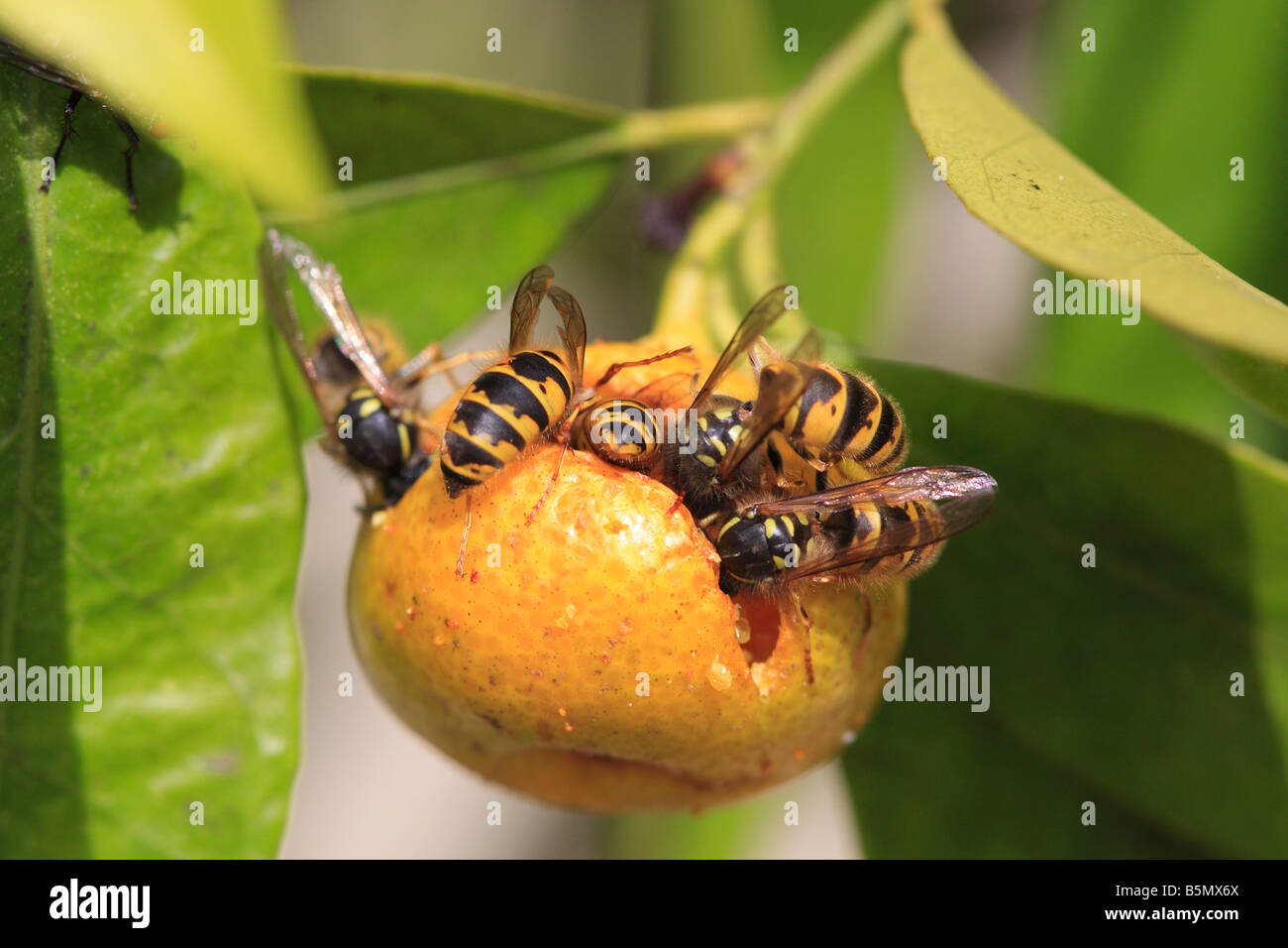 Guêpe commune Paravespula vulgaris MANGER CITRON AGRUMES FLORENTINA Banque D'Images