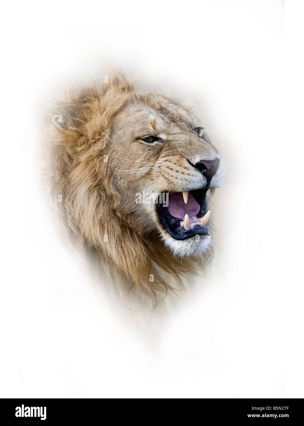 Roaring lion mâle masai Mara, Kenya Banque D'Images
