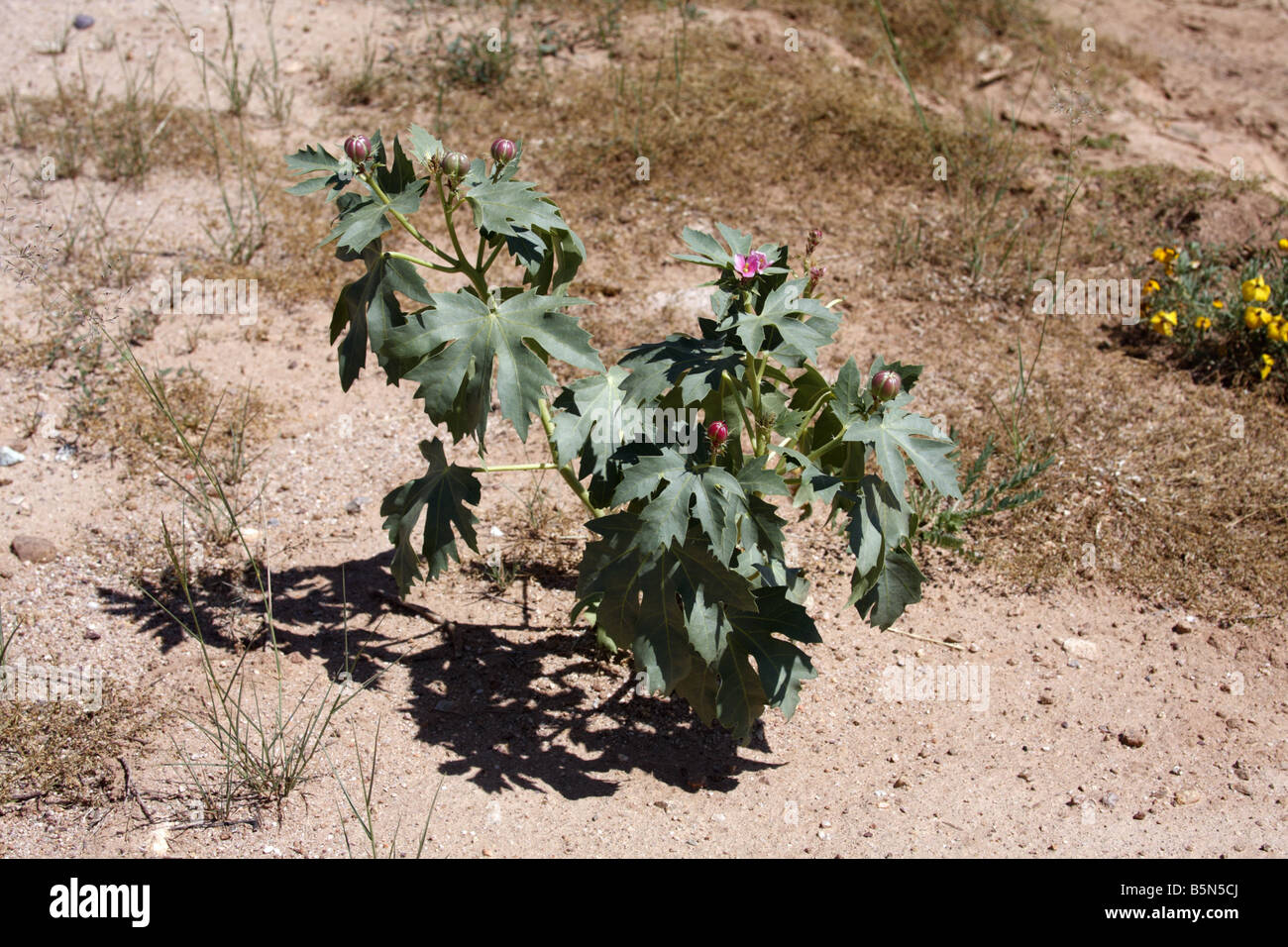 Nettlespurge déchiquetés ou jathropa macrorhiza (Jatropha), Arizona, USA Banque D'Images