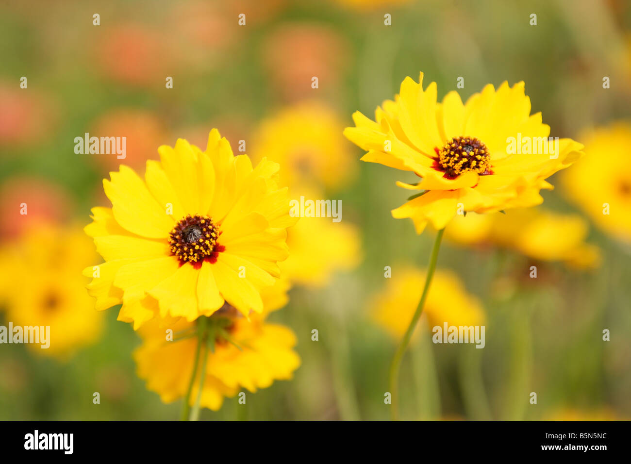 Fleurs jaune/orange dans un champ ou dans une prairie de fleurs Banque D'Images Fleurs jaune/orange dans un champ ou dans une prairie de fleurs Banque D'Images