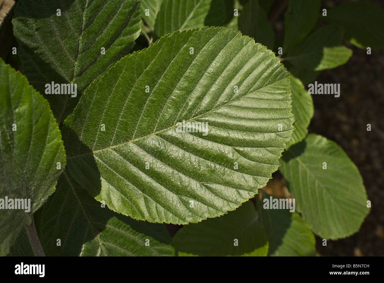 Feuille d'arbre Quercus palustris en mai Banque D'Images