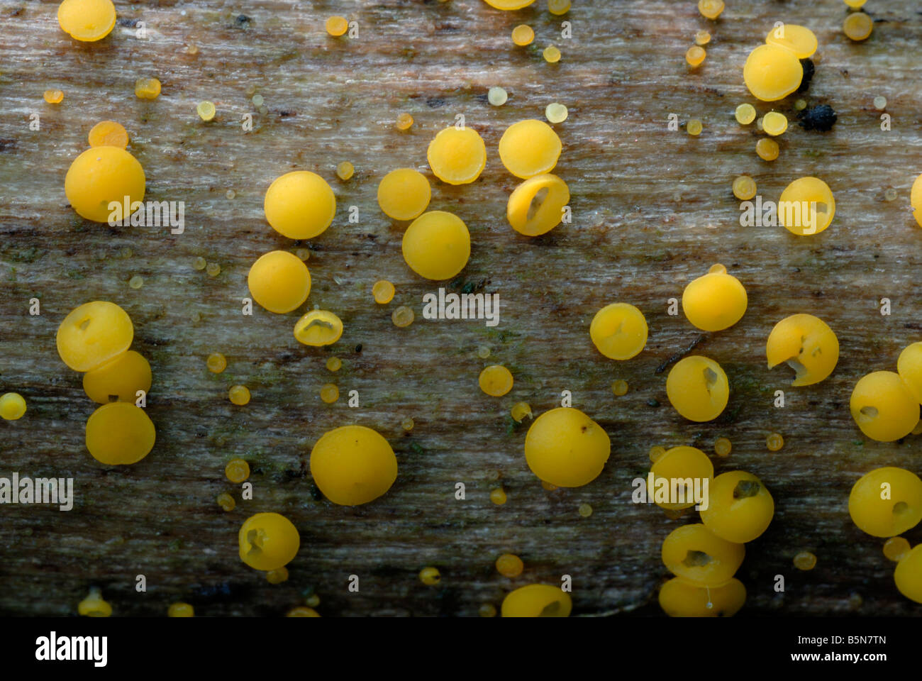 Champignons Bisporella citrina, Pays de Galles, Royaume-Uni. Banque D'Images