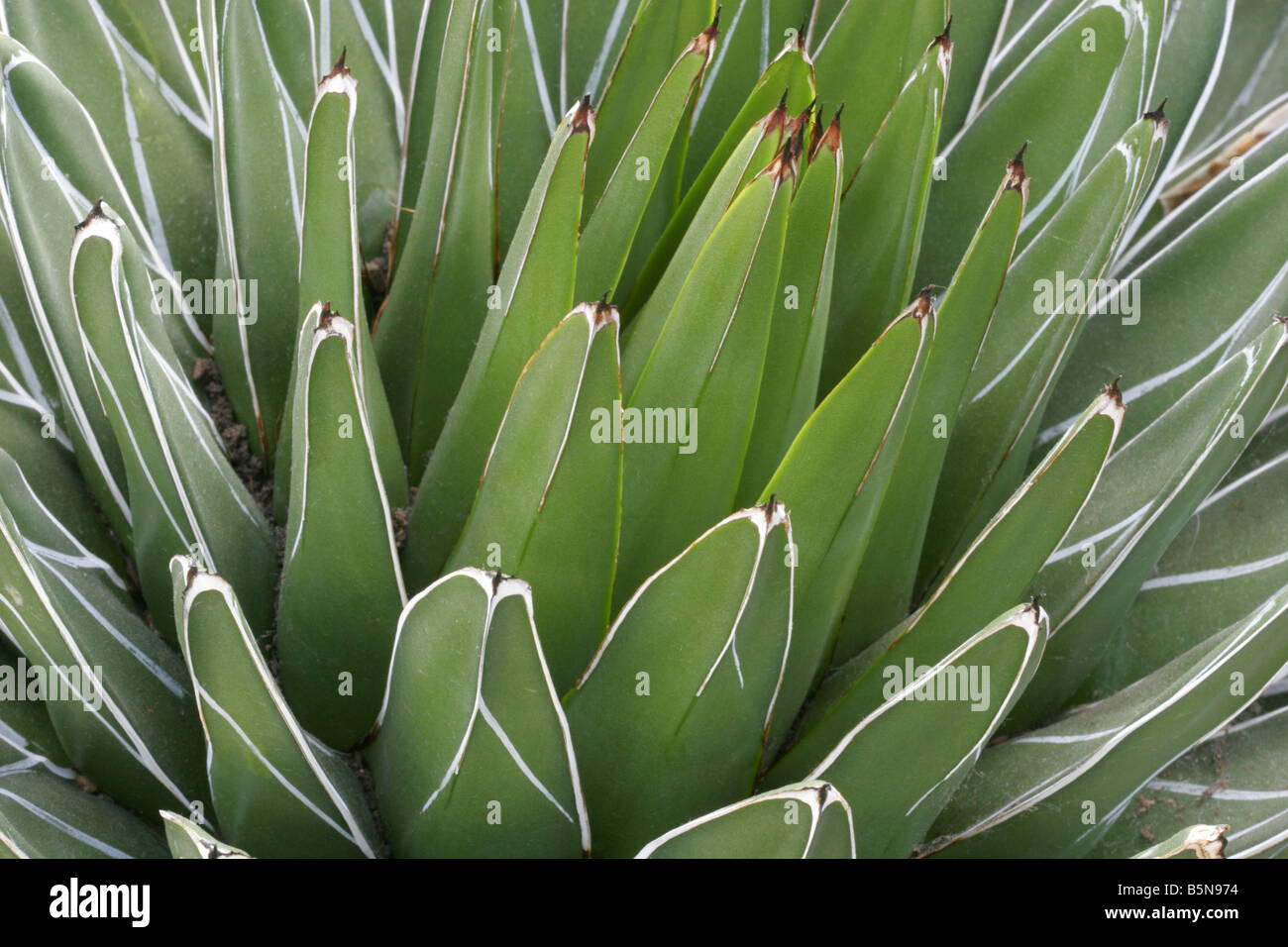 Agave victoriae reginae, libre. Banque D'Images