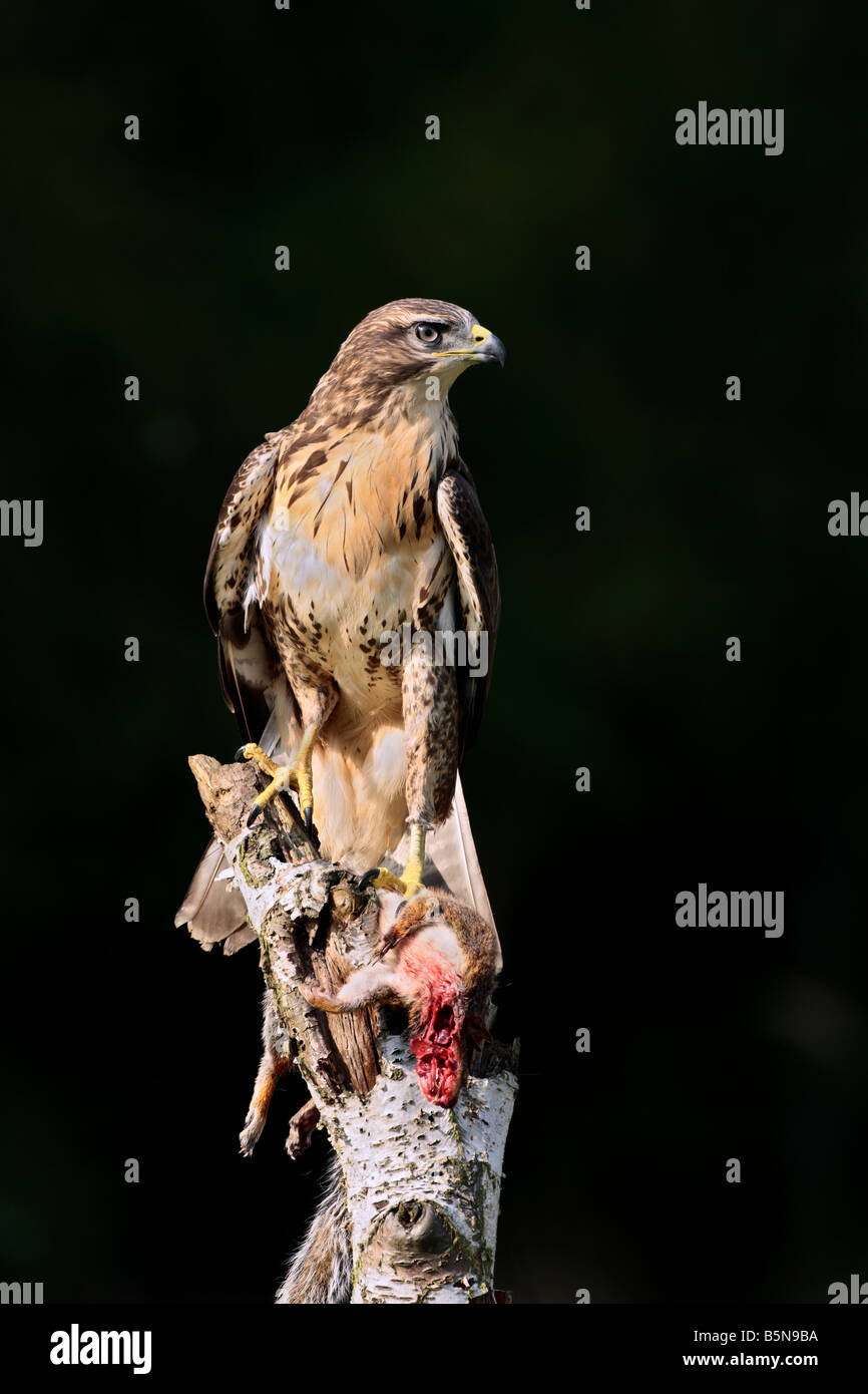 Buse variable Buteo buteo sur vieil arbre avec Potton Écureuil Bedfordshire Banque D'Images