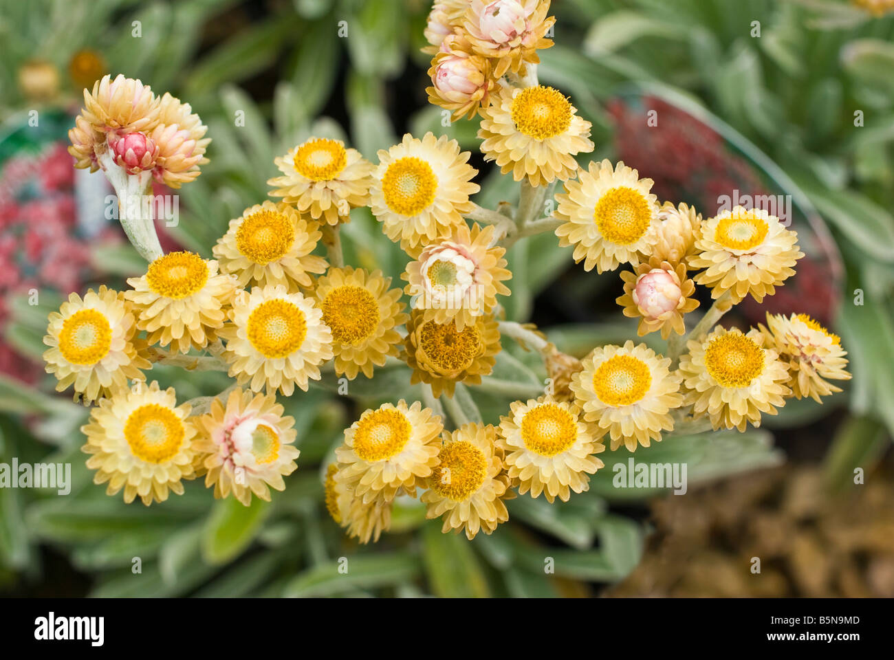 Ruby Helichrysum Cluster sur vente en Mai Banque D'Images