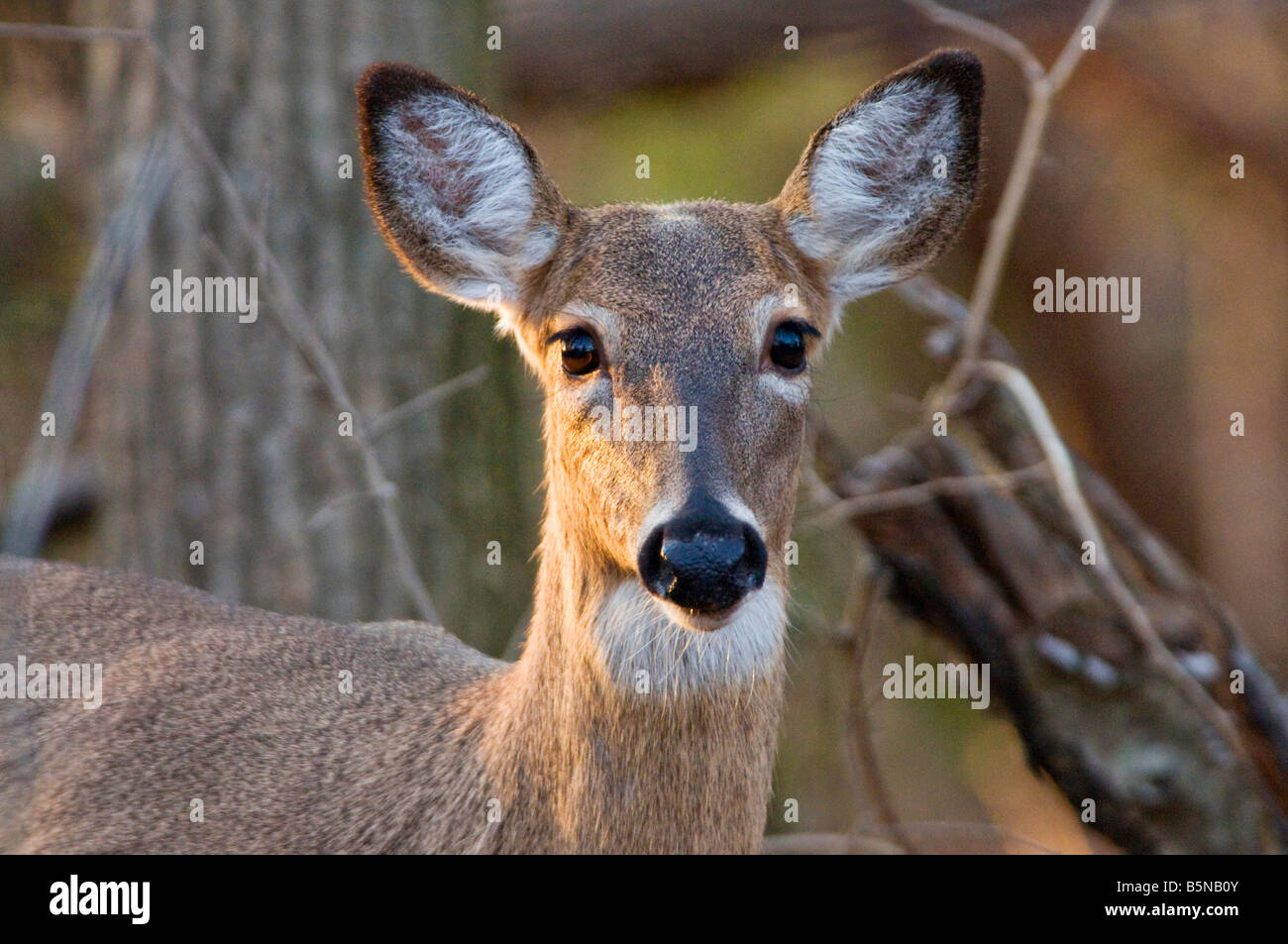 Cerf de Virginie Odocoileus virginianus,, dans les bois, sur la rive de la baie de Chesapeake, Annapolis, Maryland. Banque D'Images