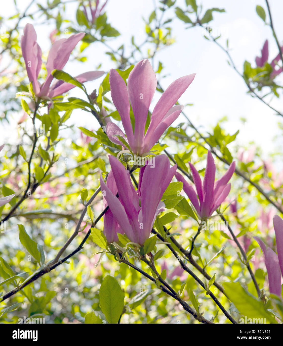 Magnolia sprengeri 'Wakehurst' Banque D'Images