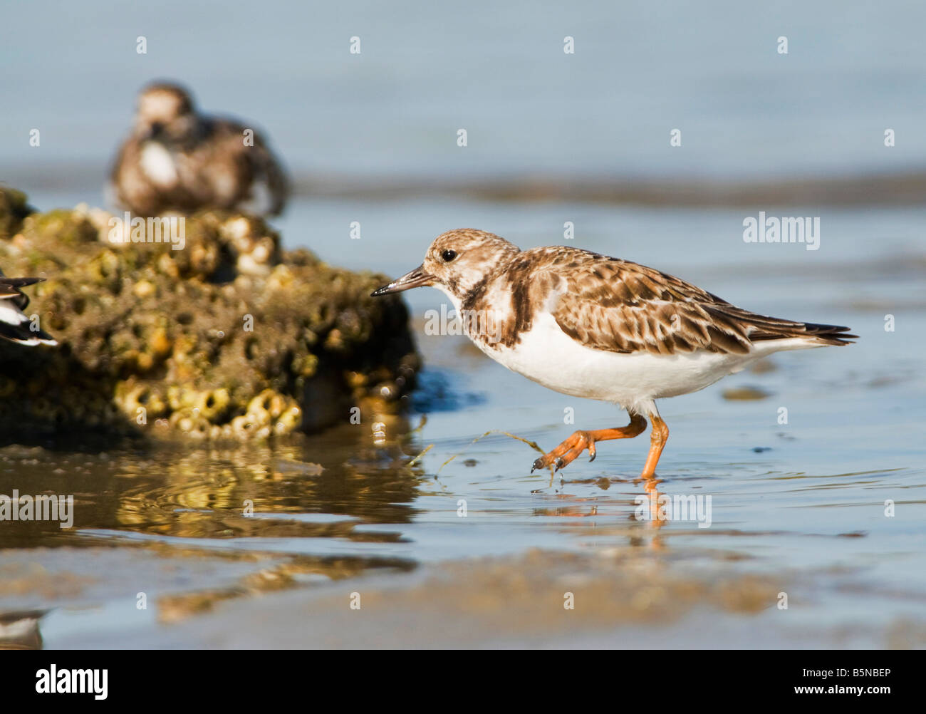 Le tournepierre à collier, Arenaria interpres, est un petit gué d'oiseaux migrateurs très. Banque D'Images