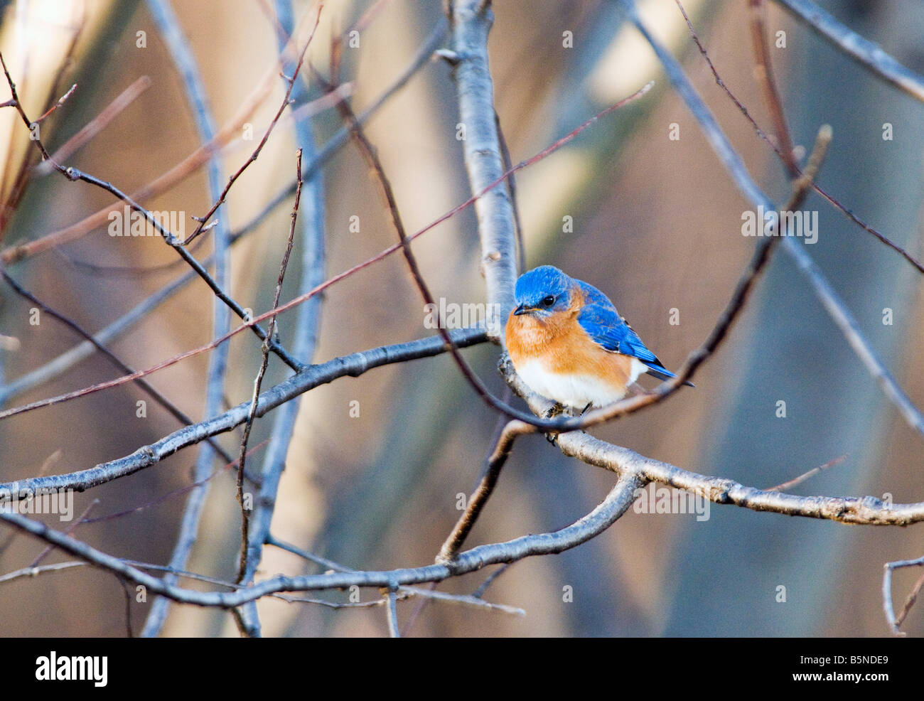 Le Merlebleu de l'Est Sialia sialis grive est de taille moyenne, trouvés dans les forêts claires de terres agricoles et les vergers. Banque D'Images