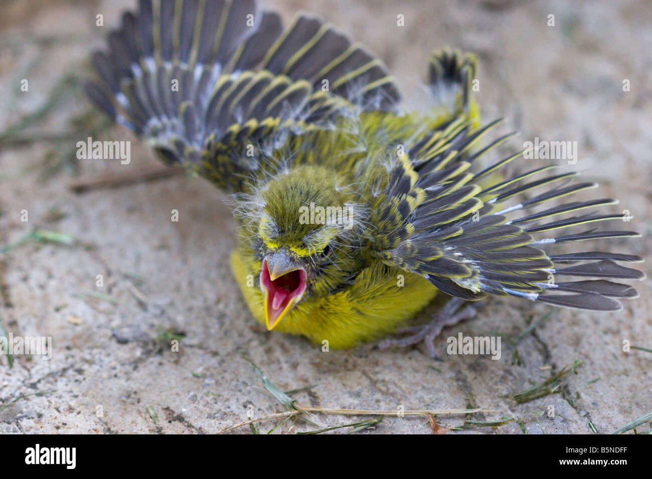 Bébé oiseau finch jaune jeune Banque D'Images