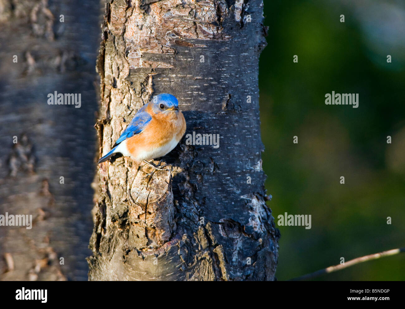 Le Merlebleu de l'Est Sialia sialis grive est de taille moyenne, trouvés dans les forêts claires de terres agricoles et les vergers. Banque D'Images