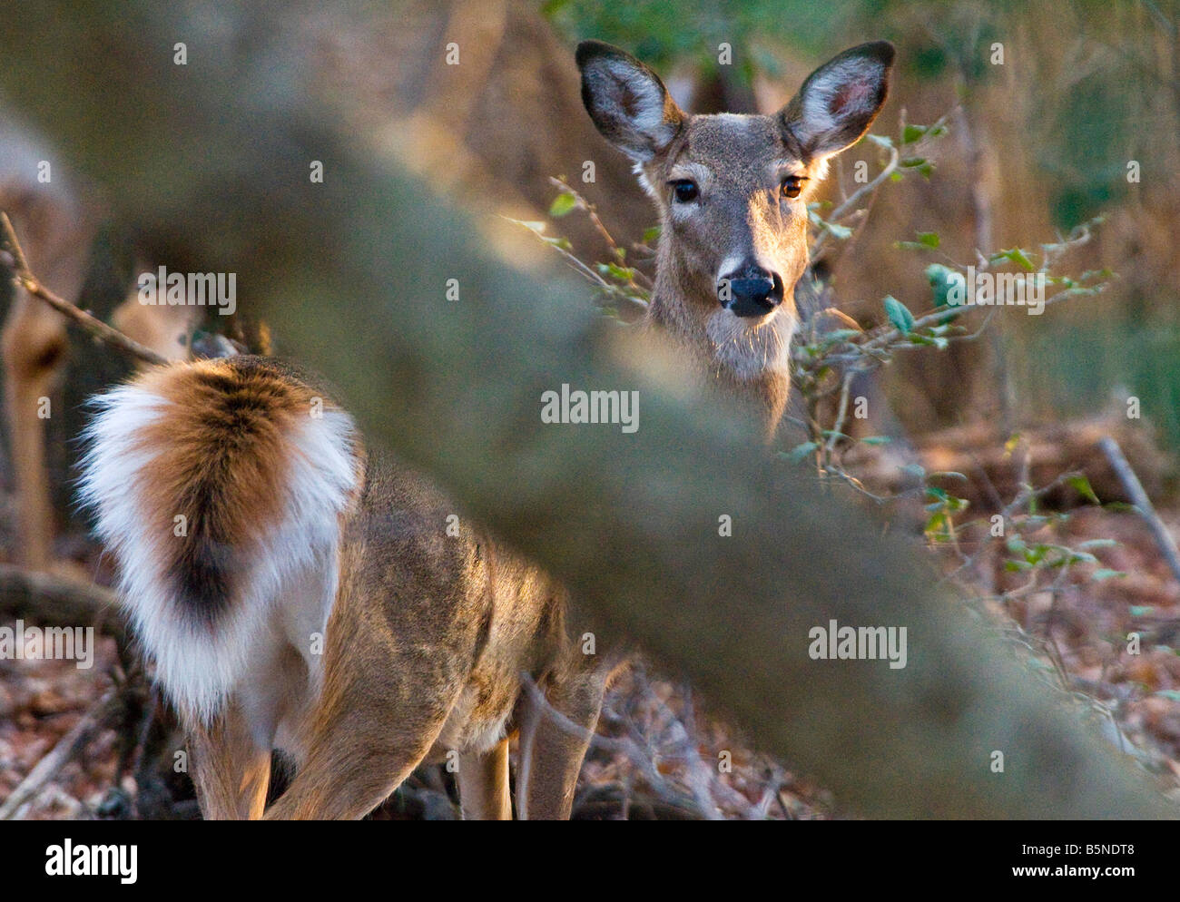 Cerf de Virginie Odocoileus virginianus,, dans les bois, sur la rive de la baie de Chesapeake, Annapolis, Maryland. Banque D'Images