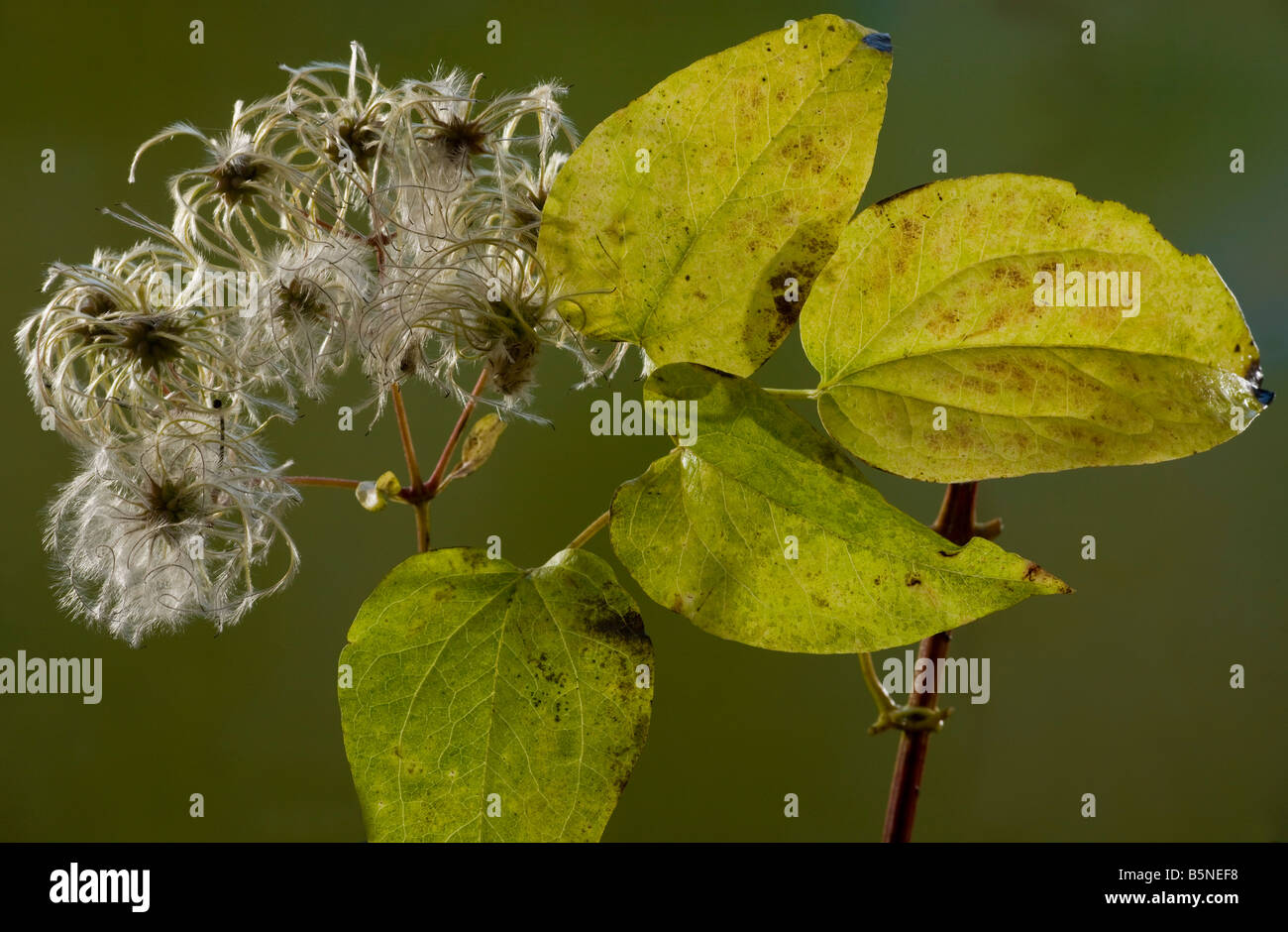 Clématite sauvage ou d'un vieil homme qui s Beard Clematis vitalba en automne montrant les fruits et les feuilles Dorset Banque D'Images