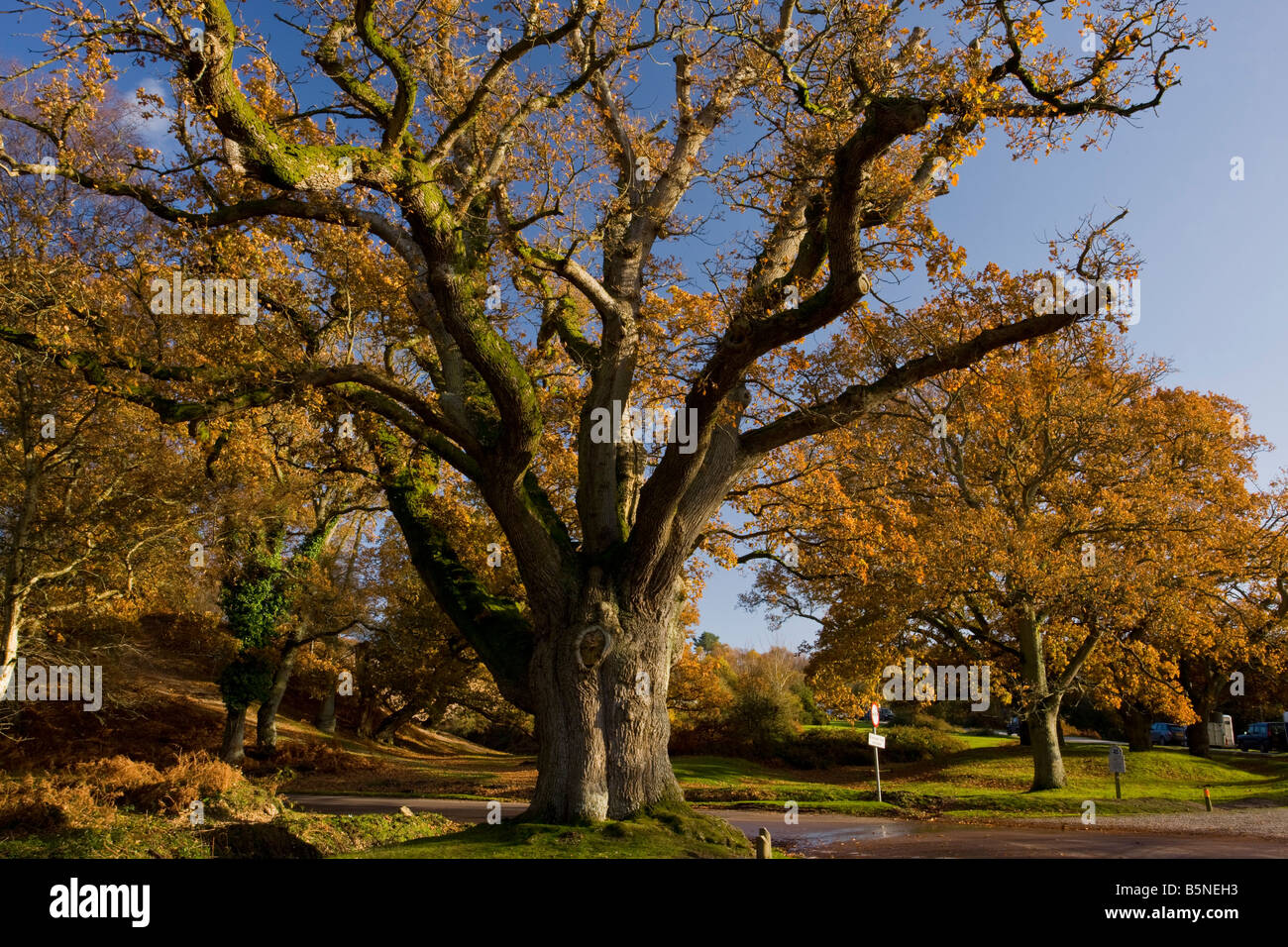Étêtés antique chêne Quercus robur à Moyles Court New forêt en automne Hants Banque D'Images