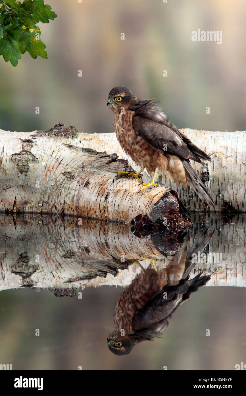 Blanche Accipiter nisus sur journal par bassin avec reflet dans l'eau Potton Bedfordshire Banque D'Images