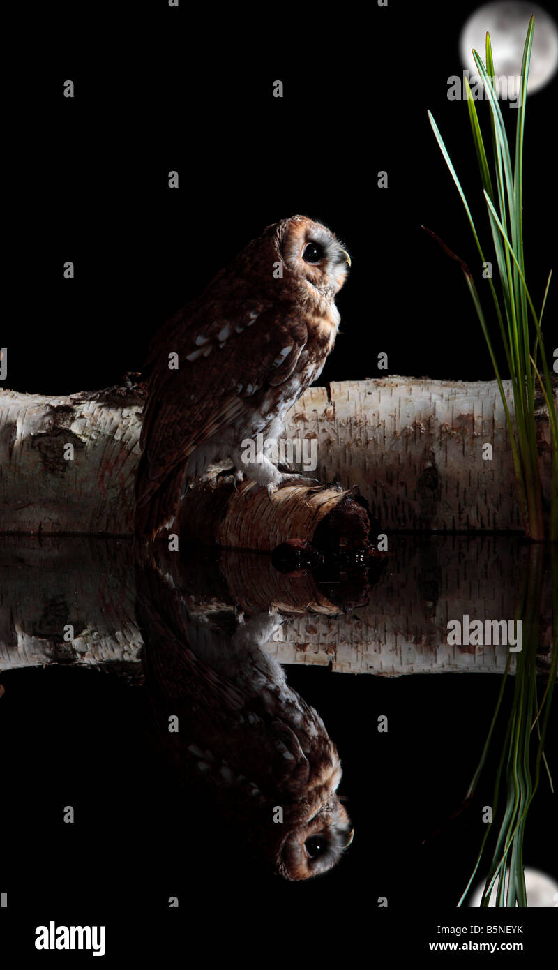 Tawney Owl Strix Aluco enr. Perché sur log en étang avec réflexion à la lune jusqu'à Bedfordshire Potton Banque D'Images