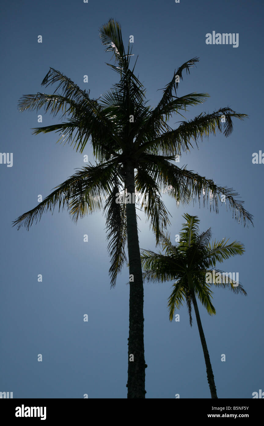 Palm tree rétroéclairé, Pitts Bay Road, Pembroke Parish, Bermudes Banque D'Images