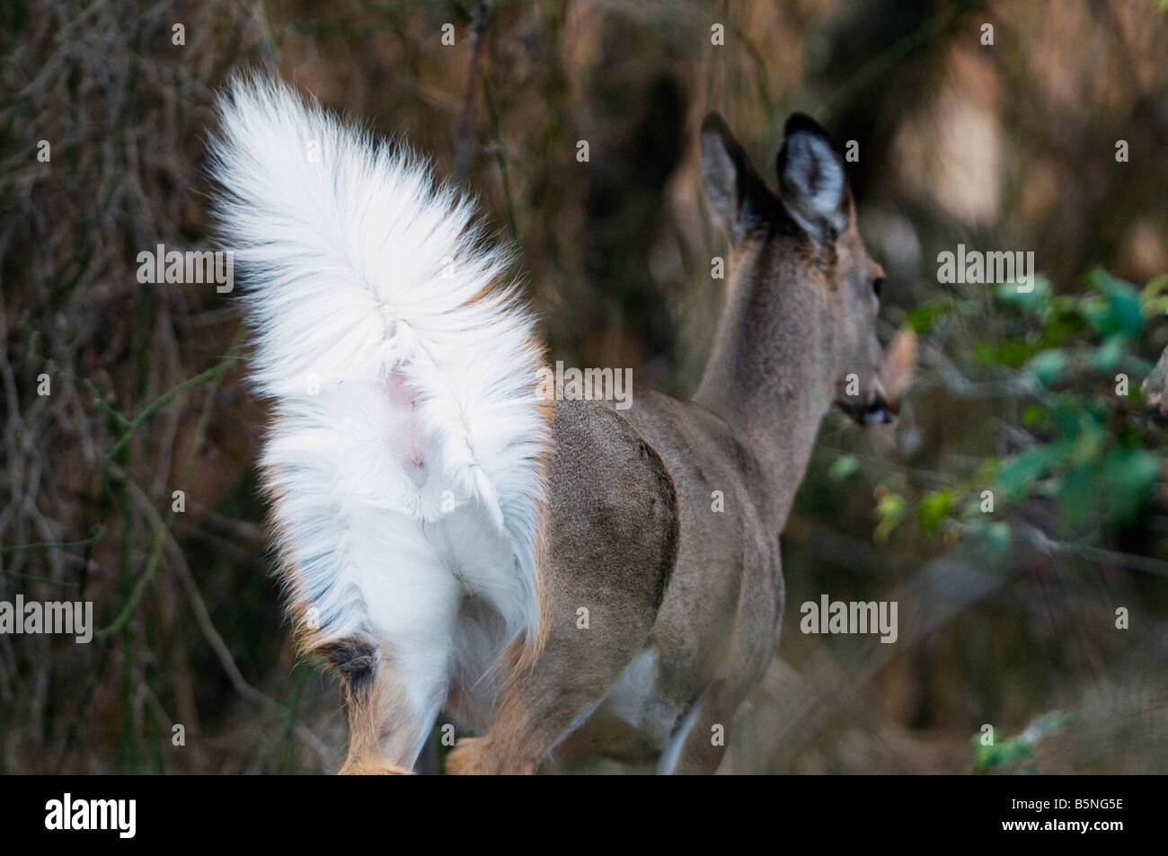 Cerf de Virginie Odocoileus virginianus,, dans les bois, sur la rive de la baie de Chesapeake, Annapolis, Maryland. Banque D'Images