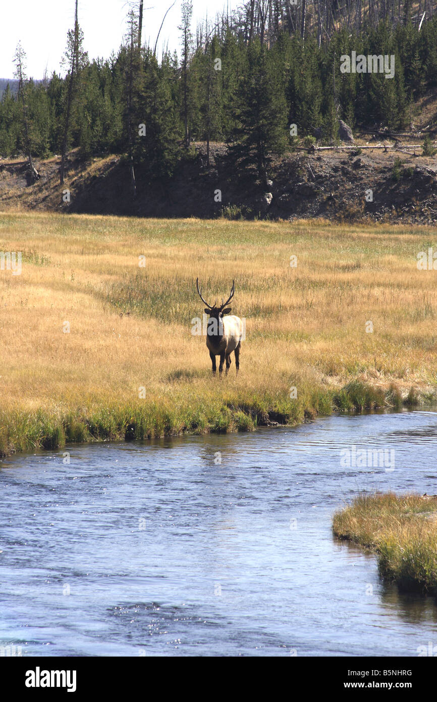 Les mâles dans le parc national des montagnes Rocheuses au Colorado Banque D'Images