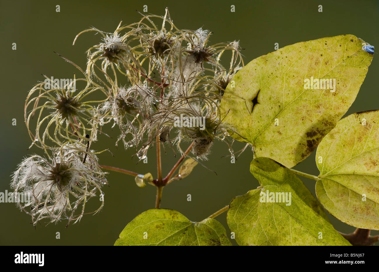 Clématite sauvage ou Old Man's Beard Clematis vitalba en automne montrant les fruits et les feuilles Dorset Banque D'Images