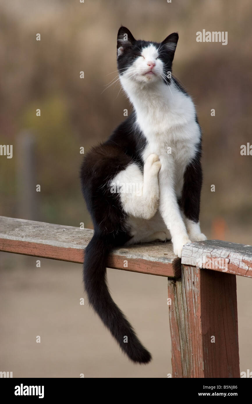 Le Noir Et Blanc Male Castre Chat Gratter Une Demangeaison Sur Lui Avec Sa Jambe Arriere Photo Stock Alamy