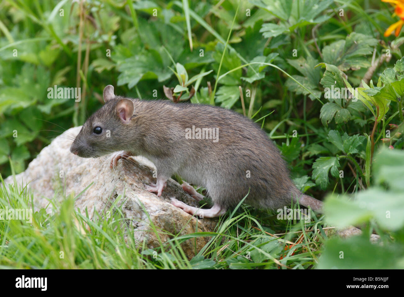 RAT SURMULOT Rattus norvegicus À VUE DU CÔTÉ DE L'ALIMENTATION Banque D'Images