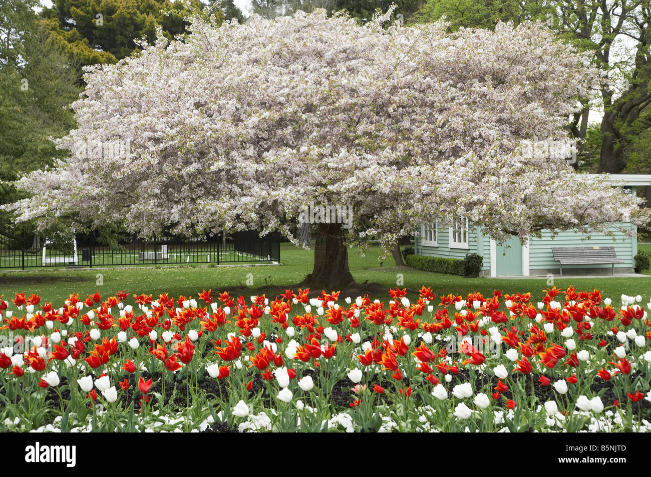 Fleur de printemps tulipes et les Jardins Botaniques de Christchurch Christchurch, Canterbury, île du Sud Nouvelle-Zélande Banque D'Images