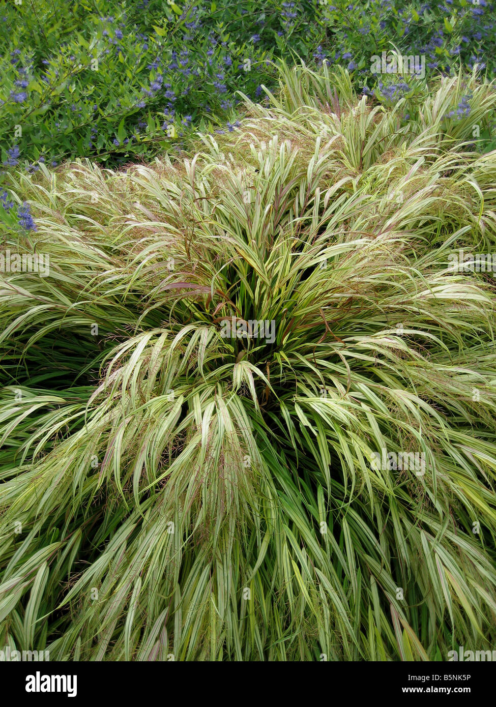 Golden Hakonechloa macra aureola Hakone Grass Banque D'Images