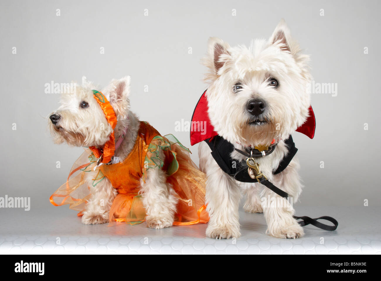 West Highland Terrier habillé pour une Halloween dog show Banque D'Images