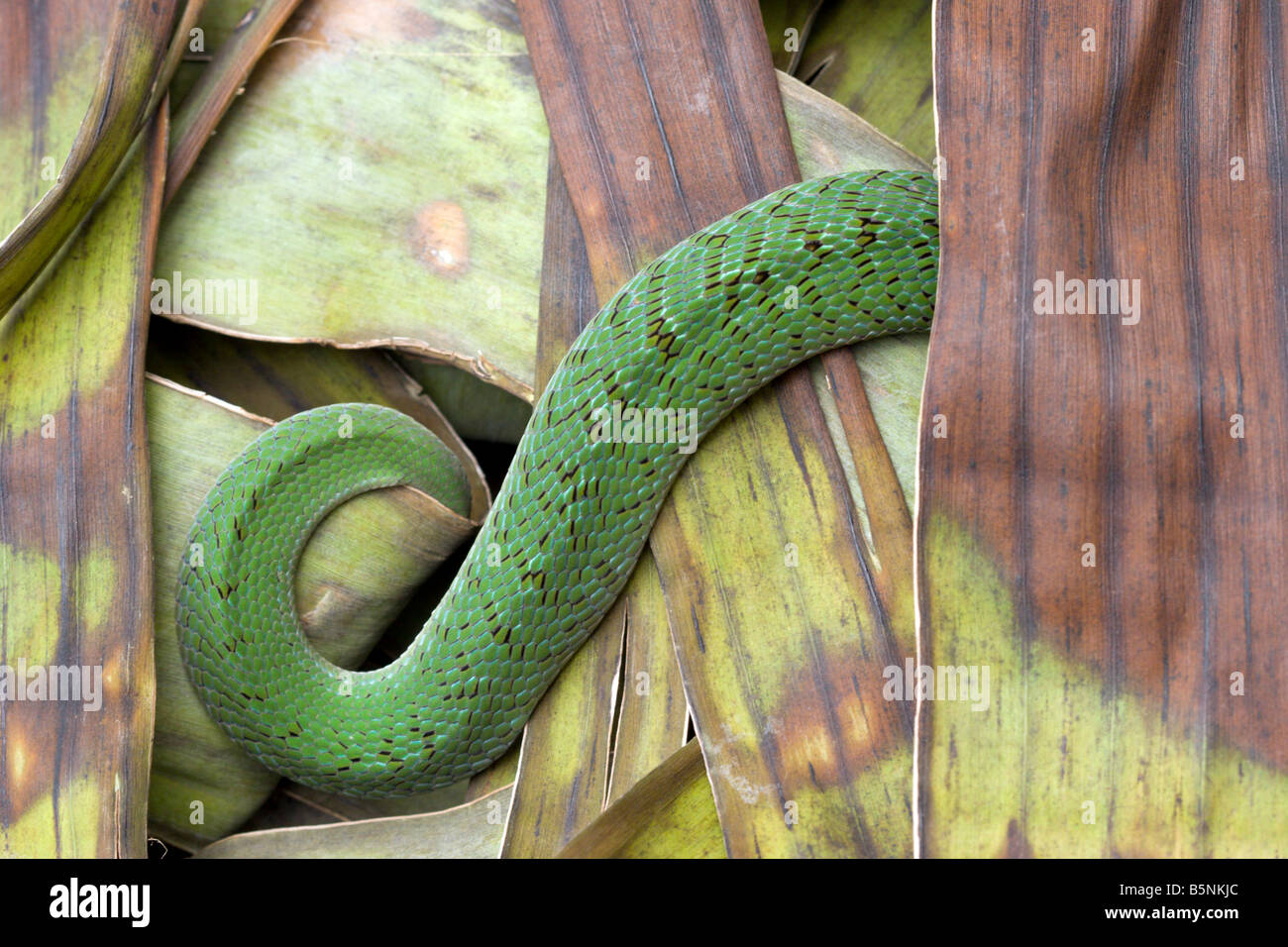 Nuit vert serpent vert vipère venimeuse Afrique Ouganda viper Banque D'Images