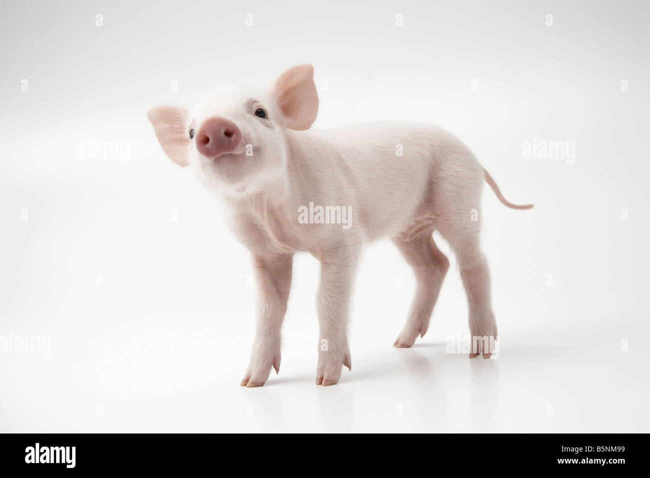 Porcelet rose Banque D'Images