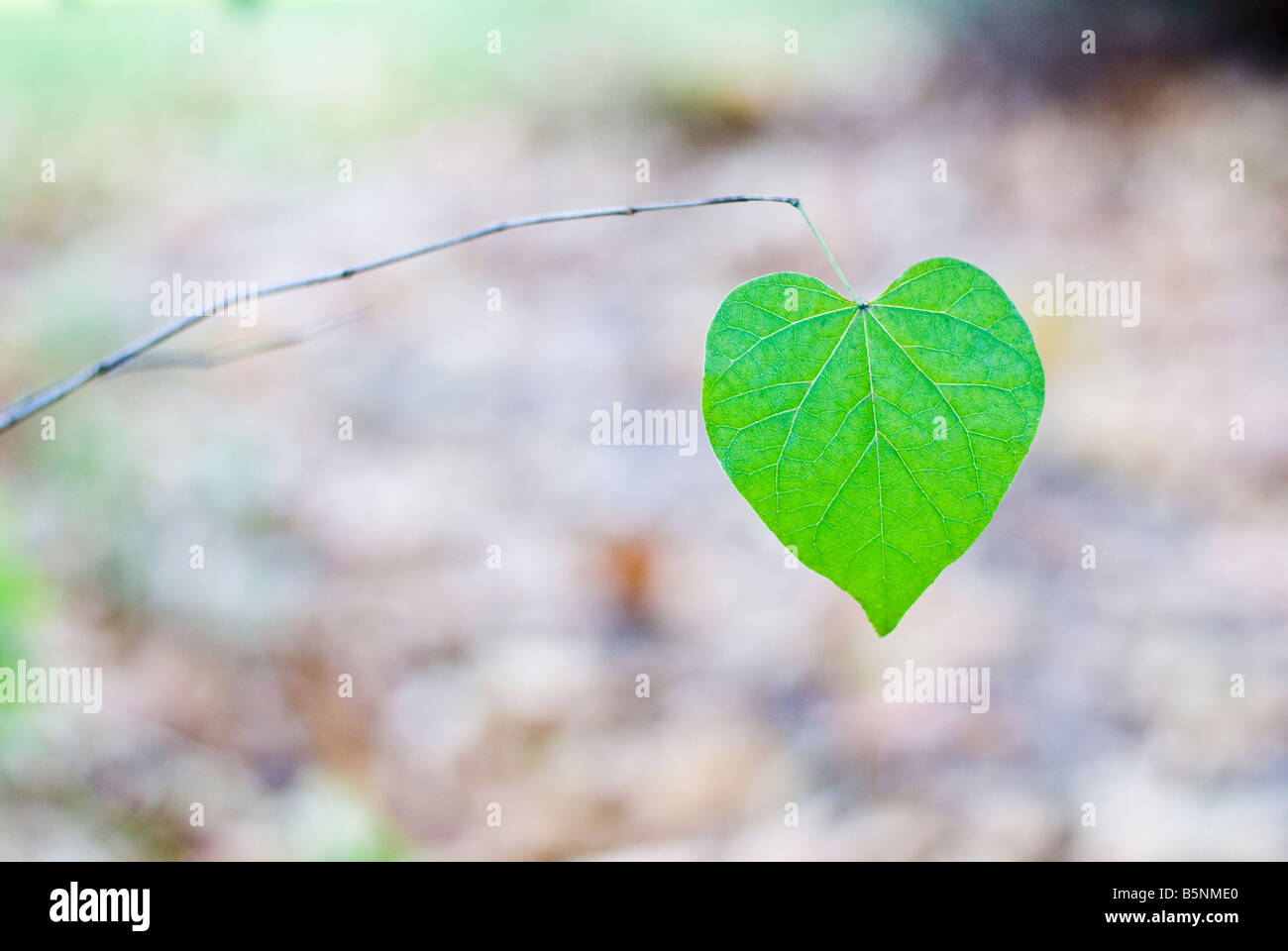 Dernières feuilles en forme de coeur sur une branche Banque D'Images