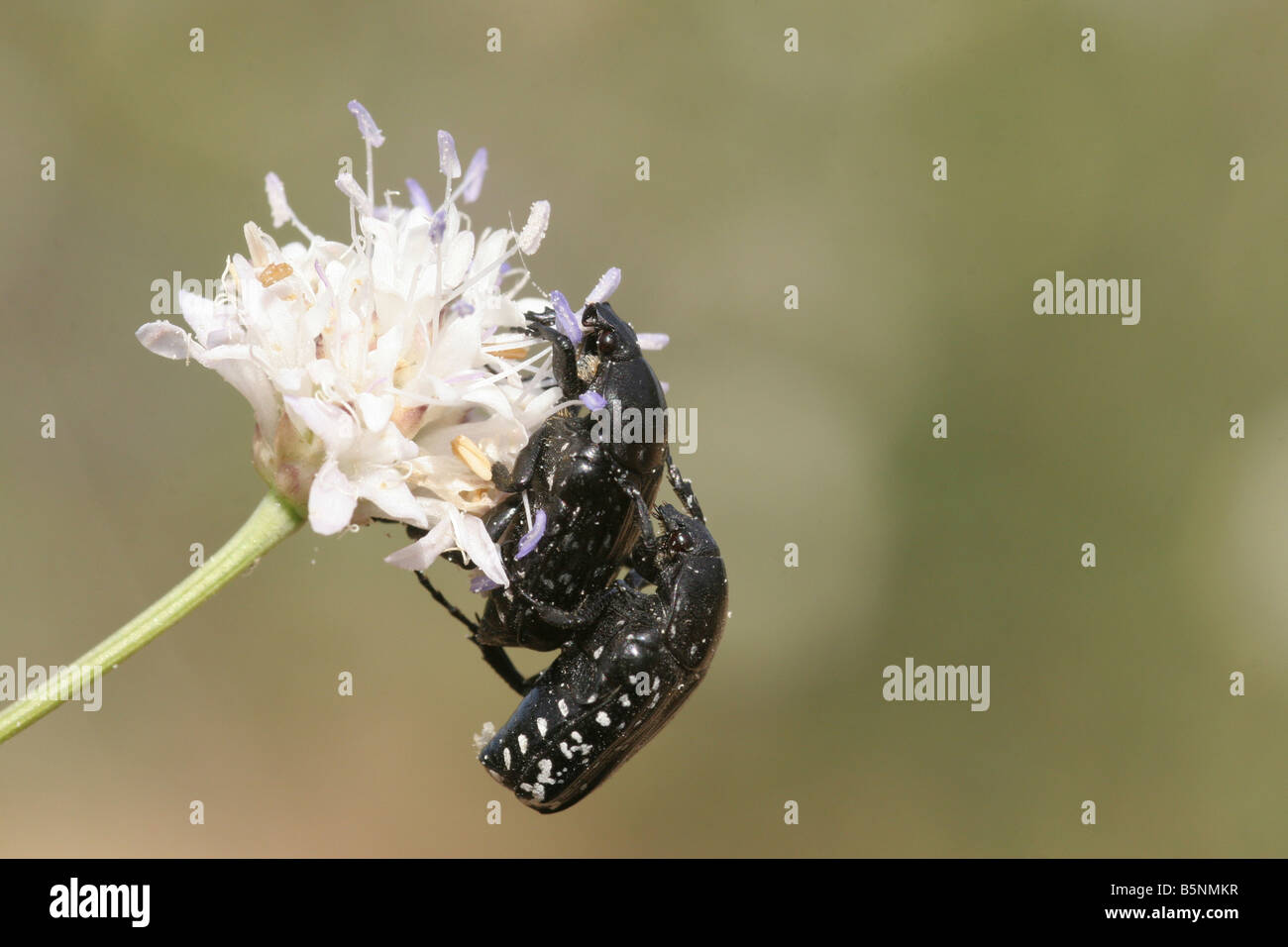 Les coléoptères des scarabées sur une fleur d'Israël Juin 2008 Banque D'Images