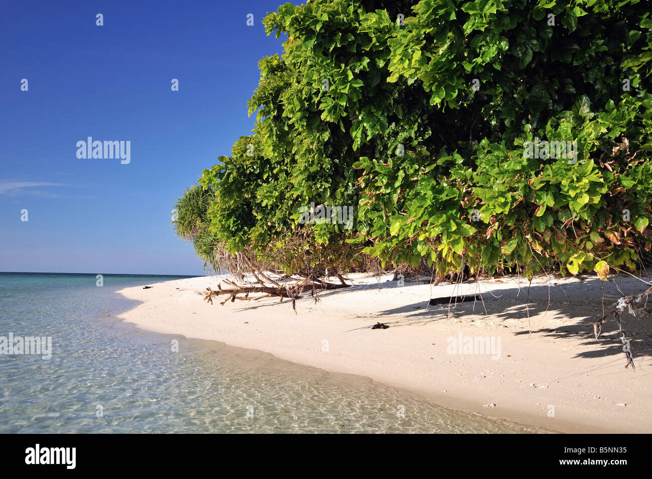 Idylic sable sur Lankayan Island avec du bois flotté, ciel bleu et clair de l'eau de mer Banque D'Images