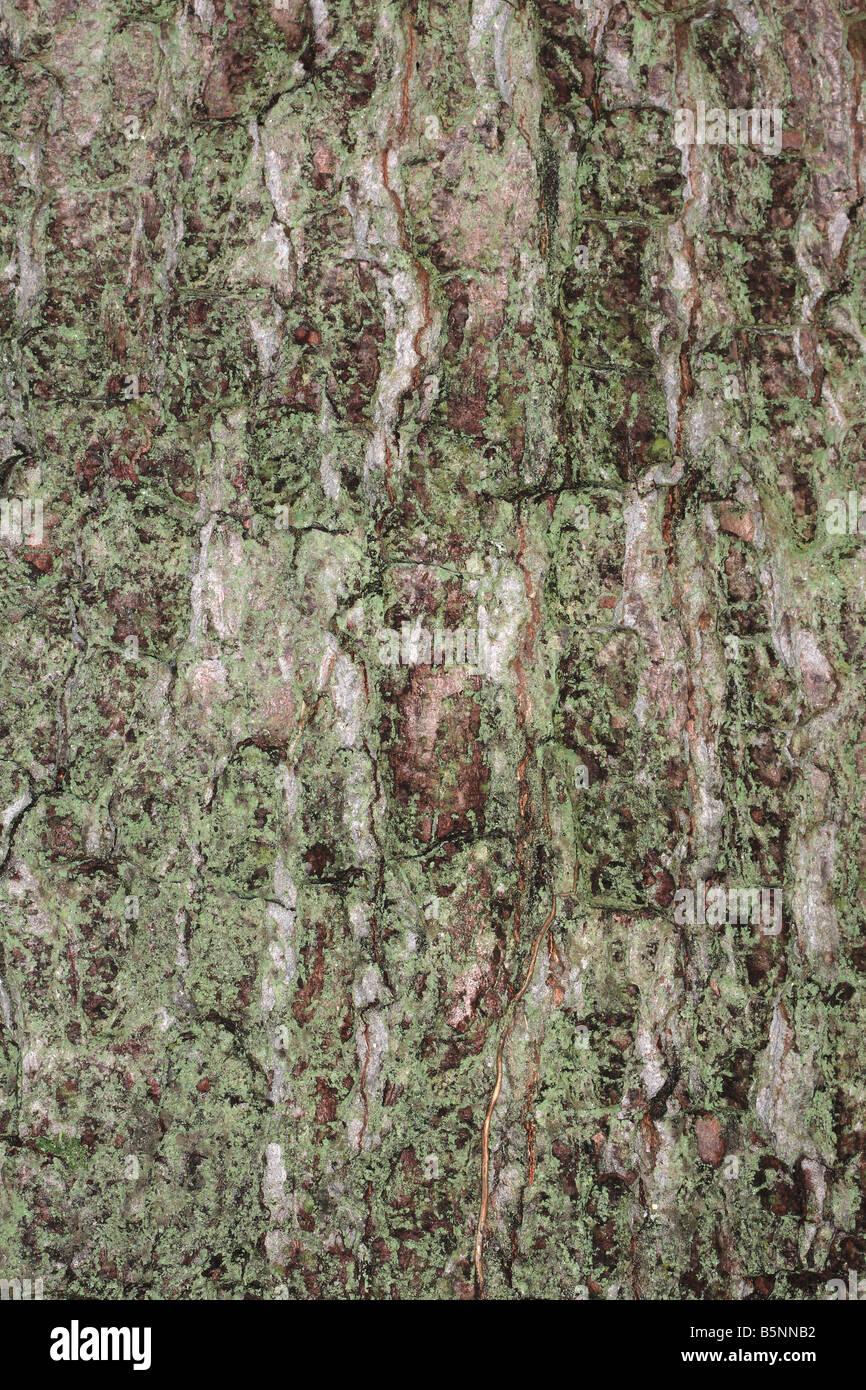 De chêne Quercus robur CLOSE UP D'ÉCORCE SUR ARBRE ADULTE Banque D'Images