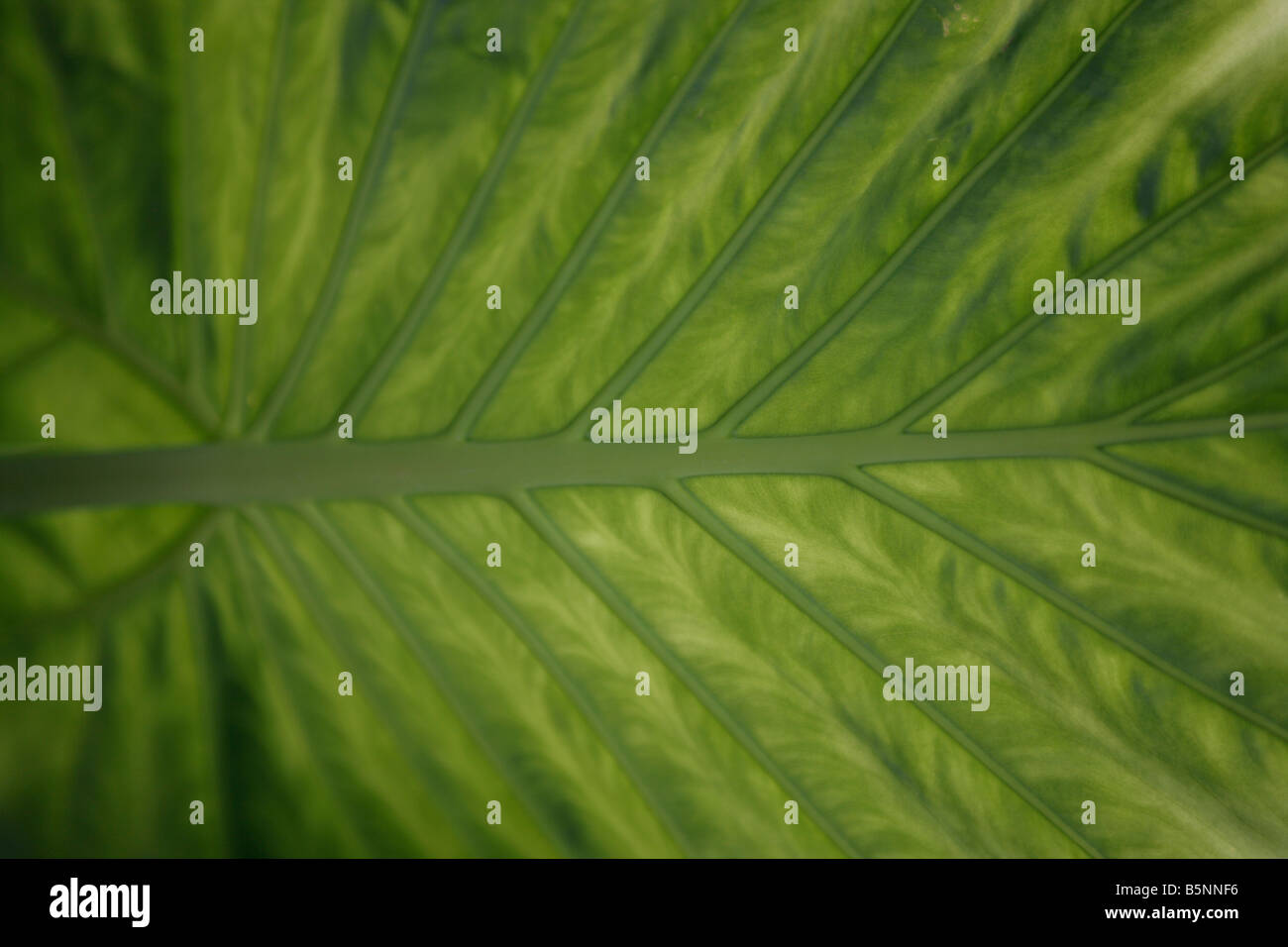 Veines, vert, feuille, plante, tropical, texture, Banque D'Images