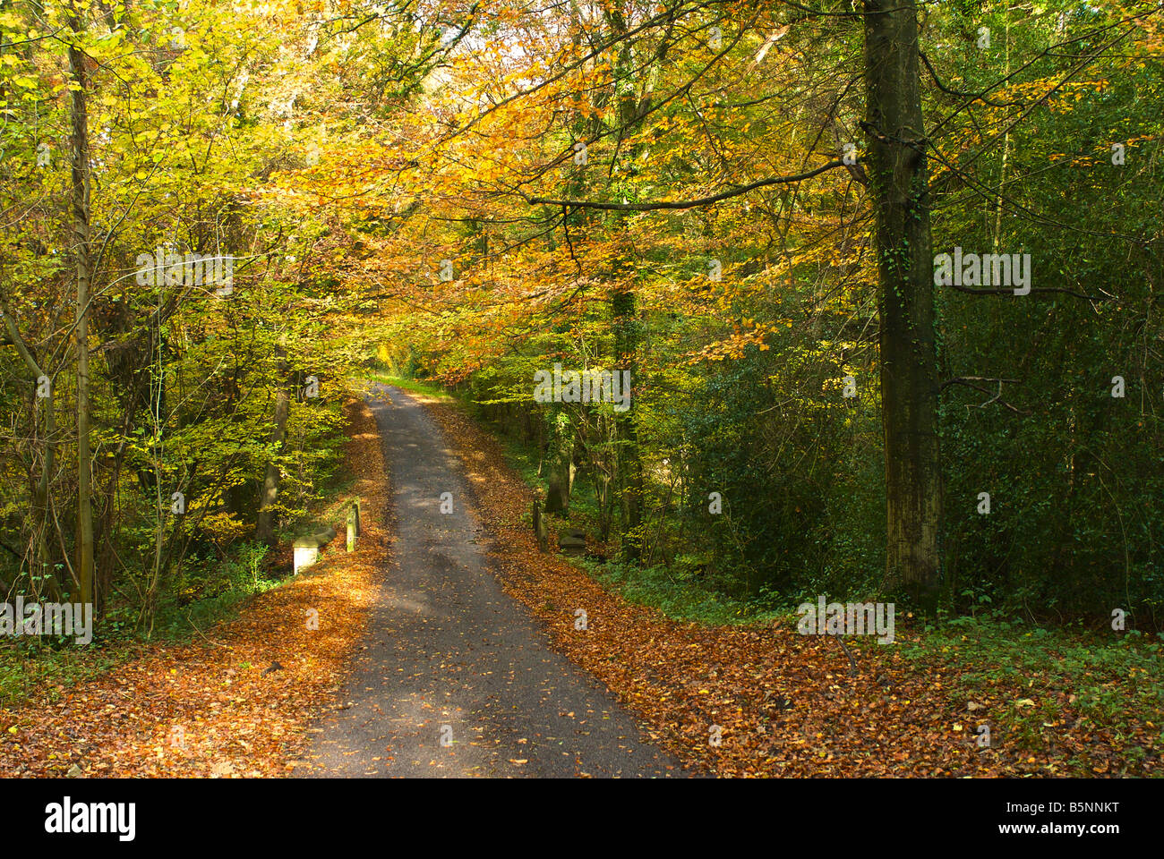 Country lane road à pied england uk automne Banque D'Images