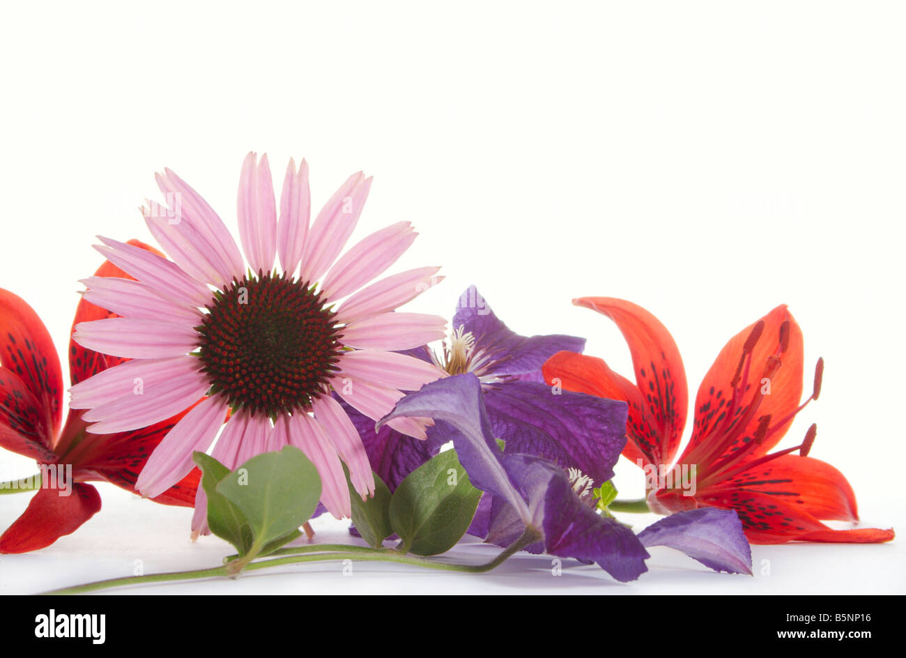 Composition de couleurs sur un fond blanc Banque D'Images