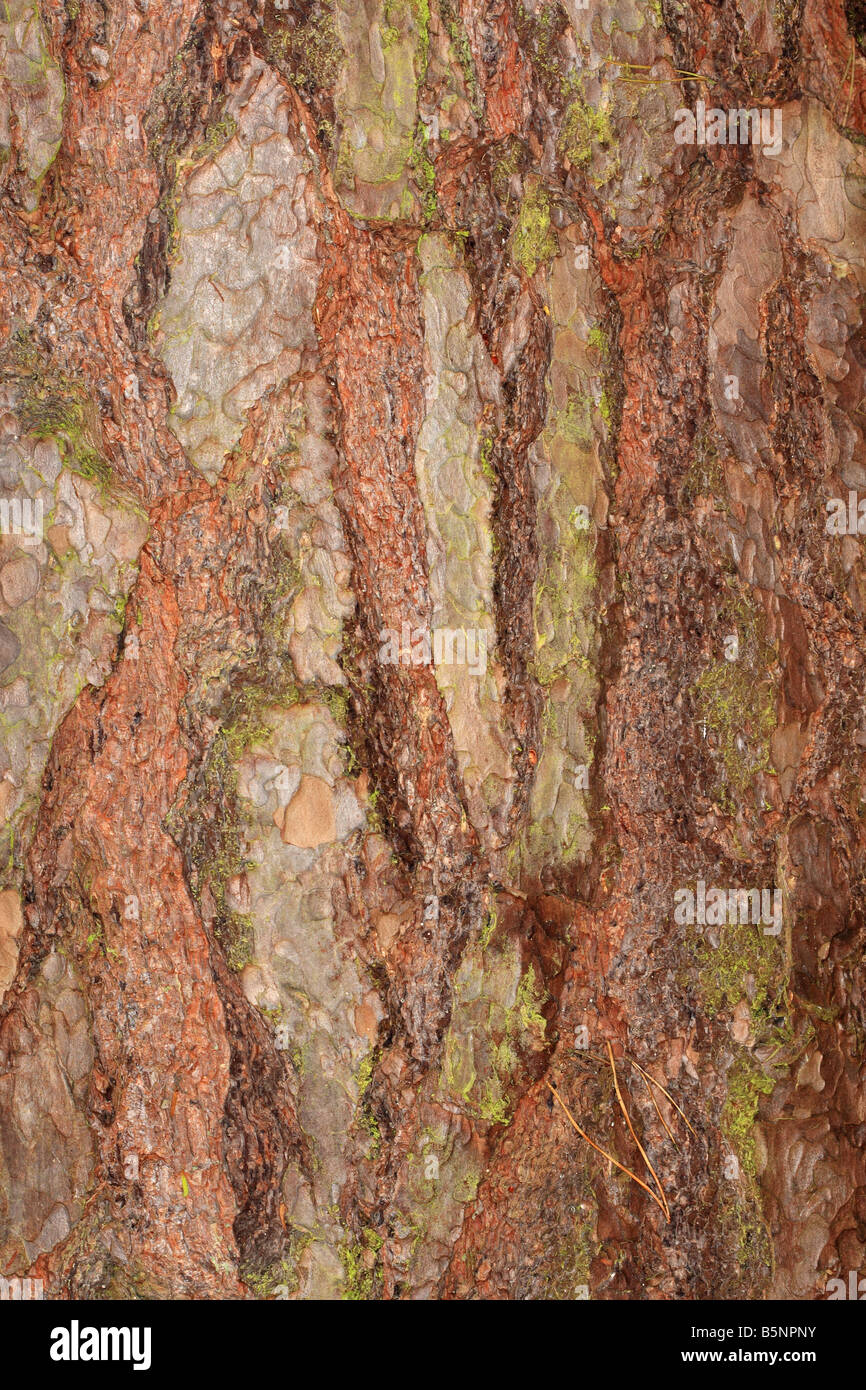 Le pin sylvestre Pinus sylvestris CLOSE UP D'ÉCORCE SUR ARBRE ADULTE Banque D'Images