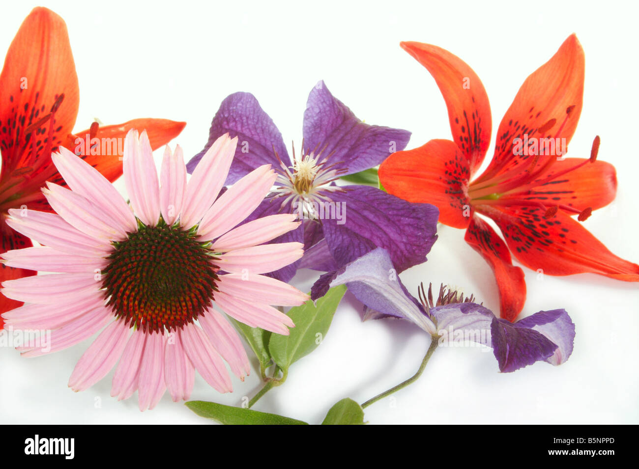 Composition de couleurs sur un fond blanc Banque D'Images