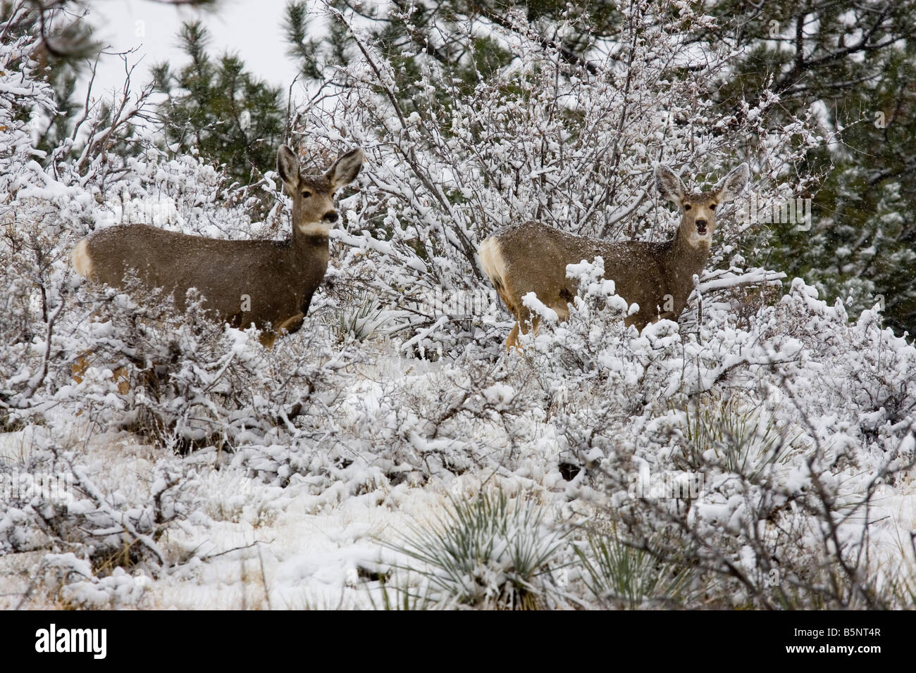Le cerf mulet le fourrage pour l'alimentation par un froid matin d'hiver enneigé au Colorado Banque D'Images