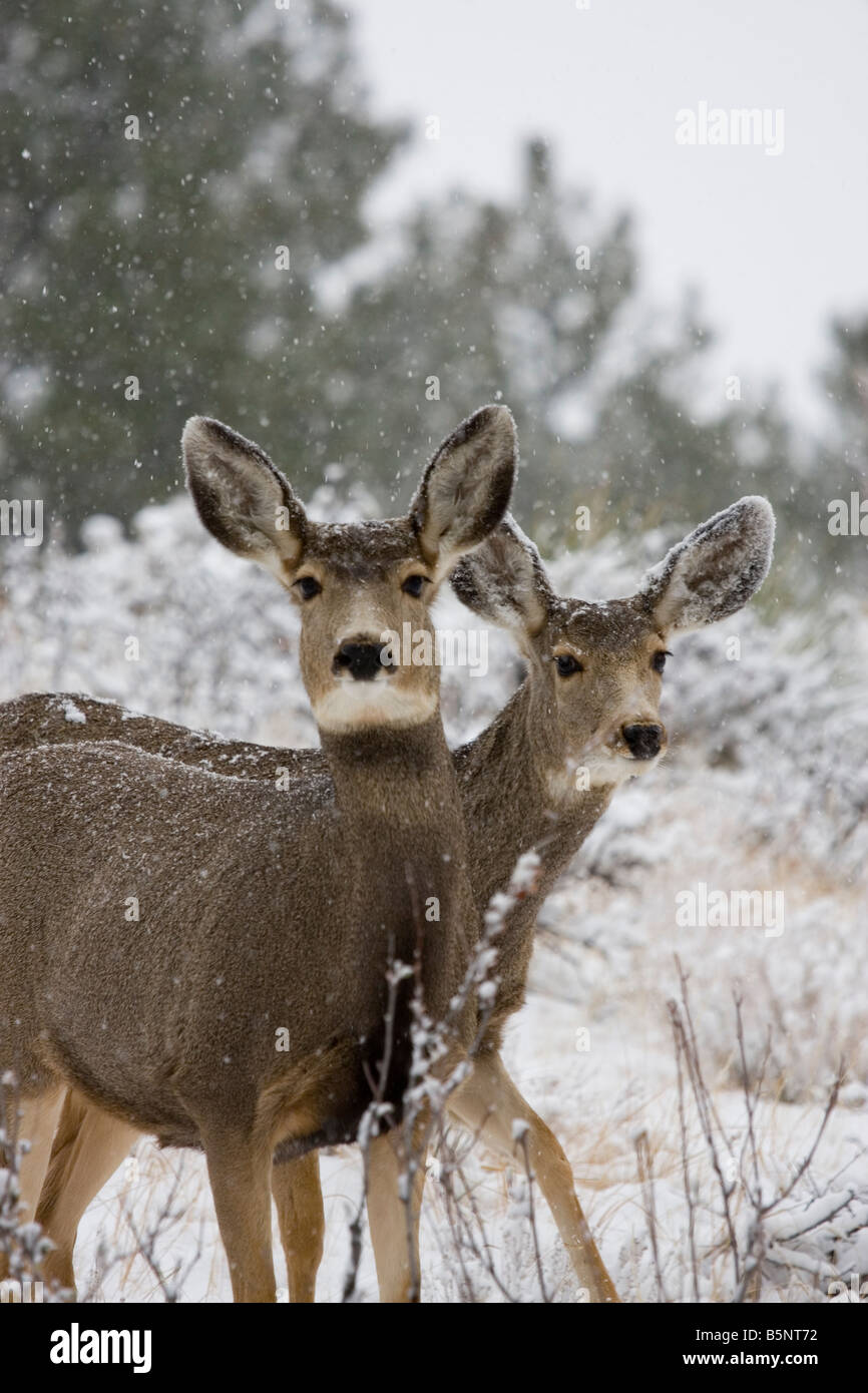 Le cerf mulet le fourrage pour l'alimentation par un froid matin d'hiver enneigé au Colorado Banque D'Images