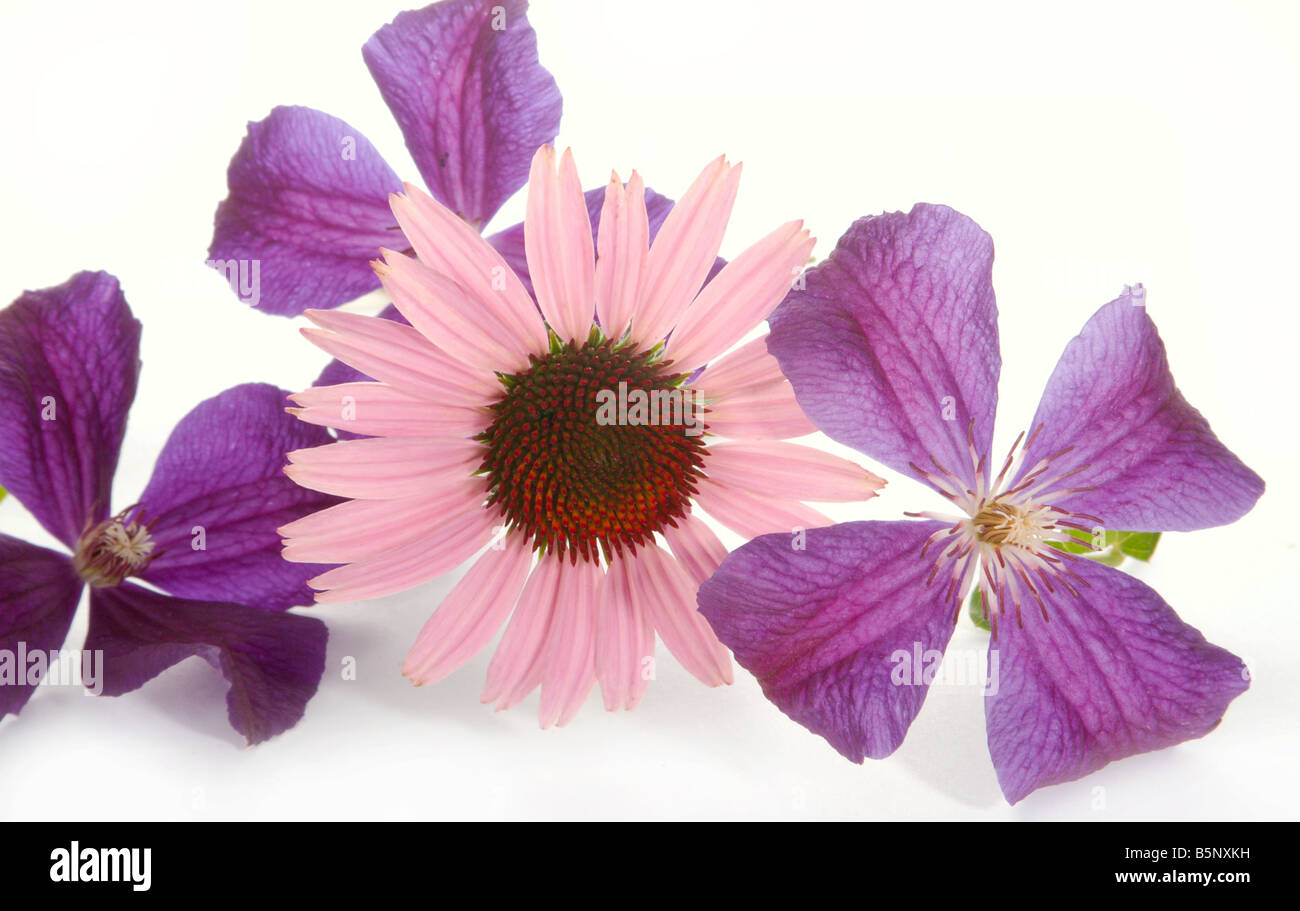 Composition de couleurs sur un fond blanc Banque D'Images