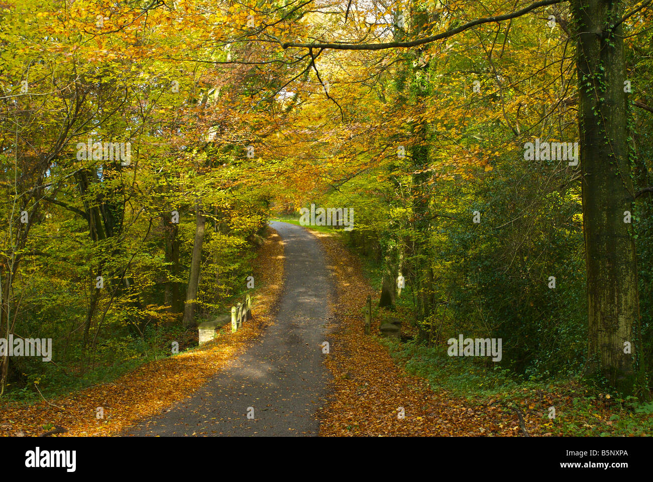 Country lane road à pied england uk automne Banque D'Images