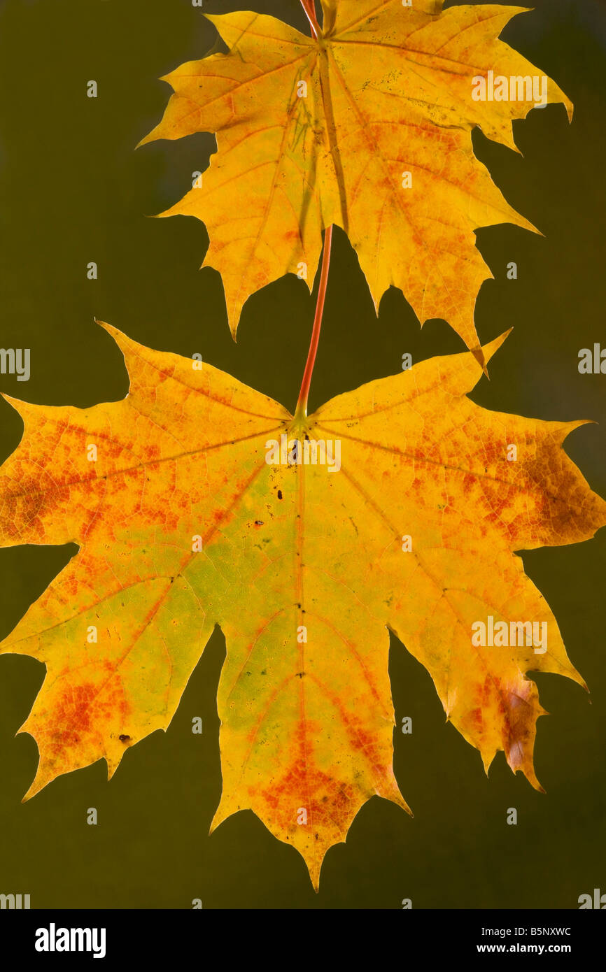Feuilles de l'Acer platanoides Érable de Norvège à l'automne fortement colorées Dorset Banque D'Images