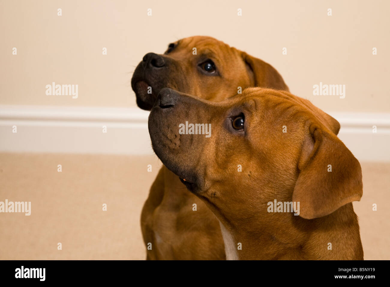 Frère et Sœur Staffordshire Bull Terrier chiots rechercher l'expectative. Banque D'Images