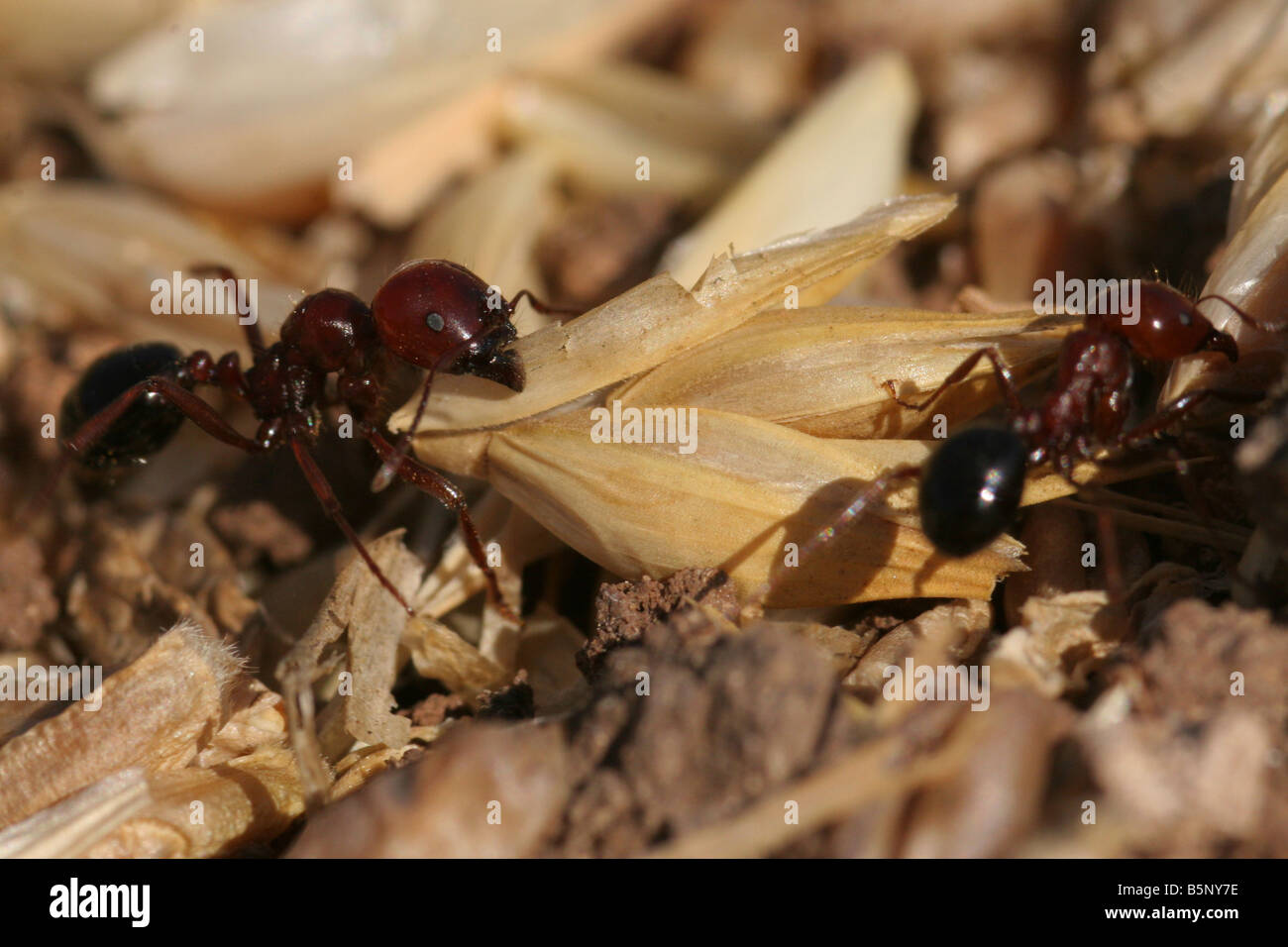 Close up d'un groupe de fourmis Banque D'Images