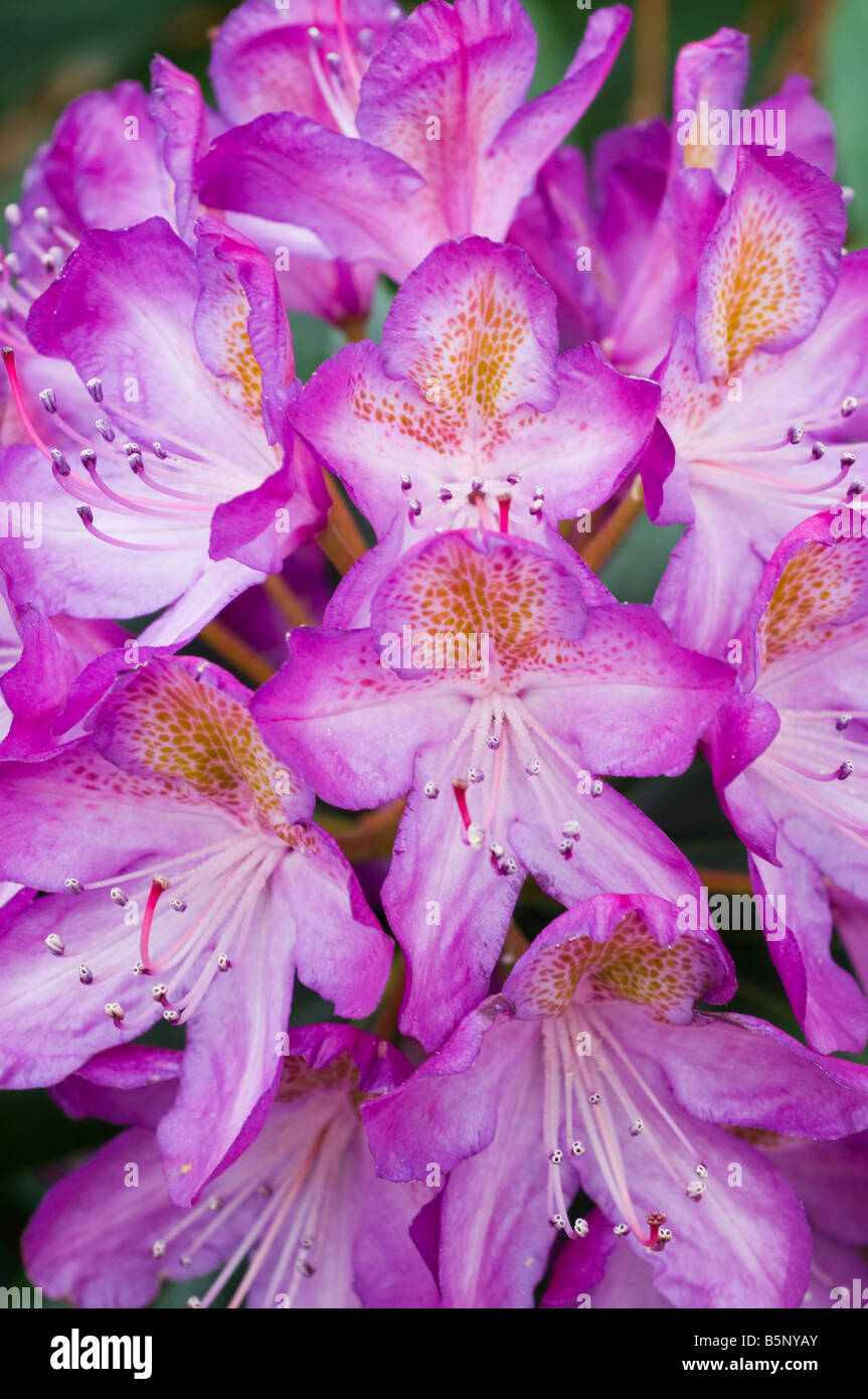 Les azalées en fleur pourpre variété non identifiés Banque D'Images