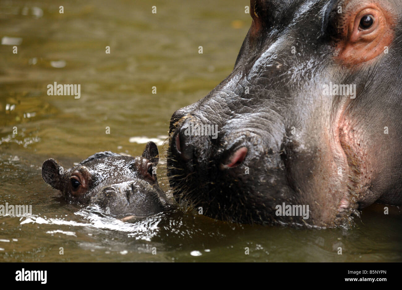 Et l'hippopotame bébé,"Hippopotame Hippopotamus amphibius" Banque D'Images